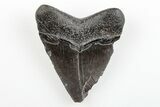 2.11" Juvenile Megalodon Tooth - South Carolina - #196087-1